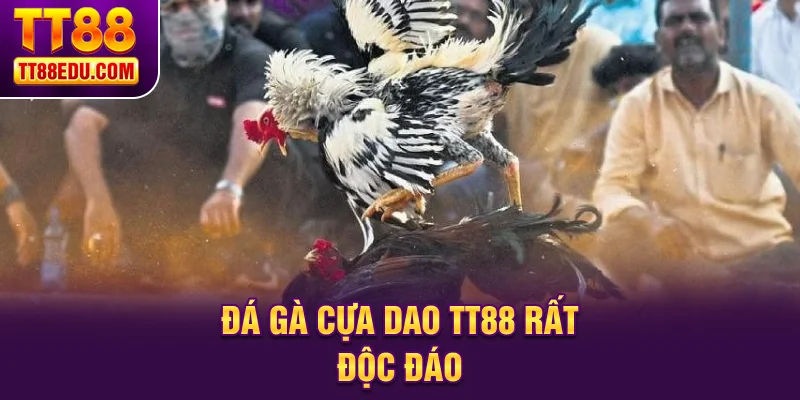Đá gà cựa dao TT88 rất độc đáo