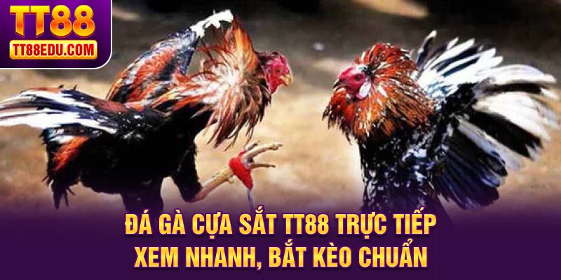 Đá gà cựa sắt TT88