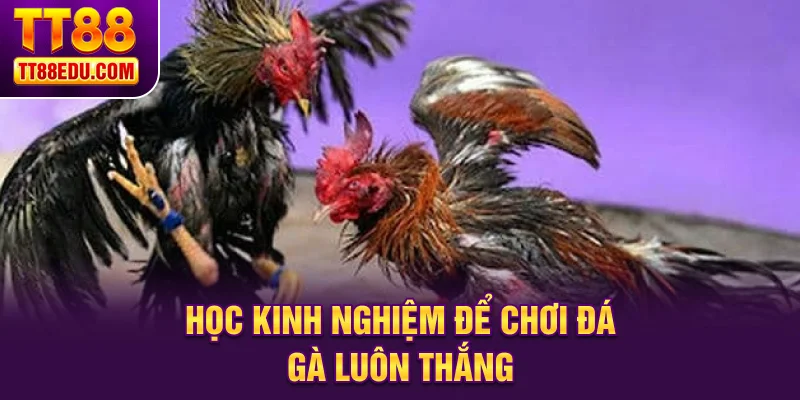 Học kinh nghiệm để chơi đá gà luôn thắng